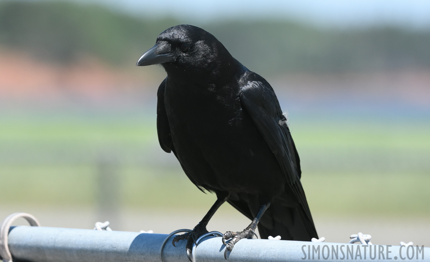 Corvus brachyrhynchos brachyrhynchos [300 mm, 1/2500 sec at f / 8.0, ISO 1600]